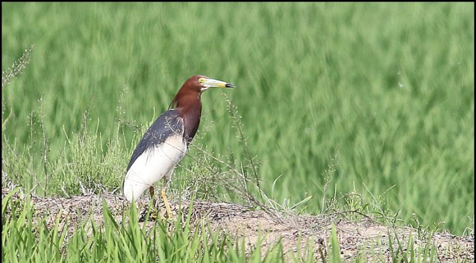 흰날개해오라기