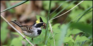 노랑텃멧새의 육아