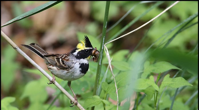 노랑텃멧새의 육아