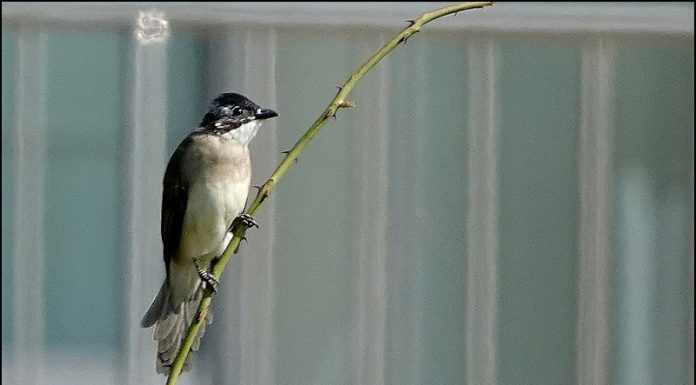 검은이마직박구리