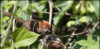 붉은머리오목눈이