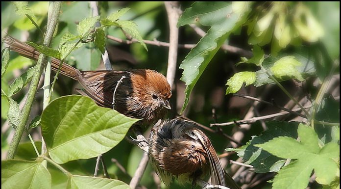 붉은머리오목눈이