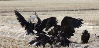 독수리 떠나기전 먹이 쟁탈전
