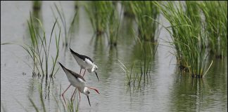 긴 롱다리 장다리물떼새