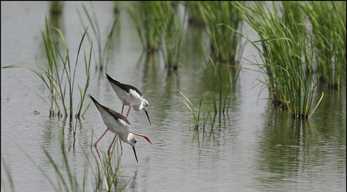 긴 롱다리 장다리물떼새