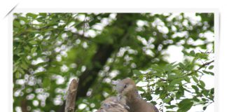 멧비둘기의 사랑