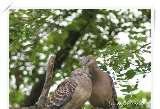 멧비둘기의 사랑