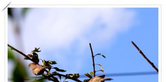 붉은머리오목눈이