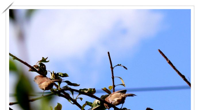 붉은머리오목눈이