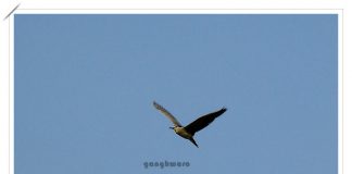 해오라기야! 높이 날으렴