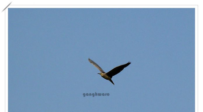 해오라기야! 높이 날으렴