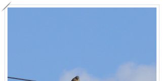 황조롱이의 망중한