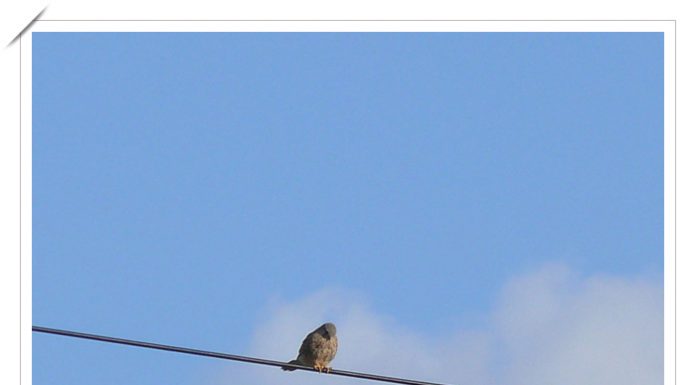 황조롱이의 망중한