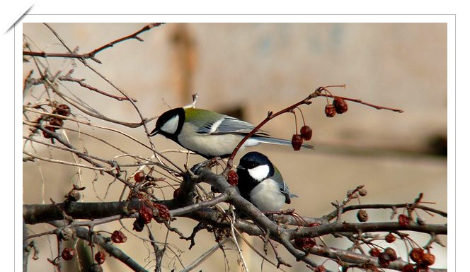 사이좋게 (박새)