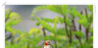 개개개개 개개비