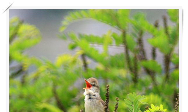 개개개개 개개비