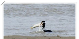 민물가마우지 월척을 낚다