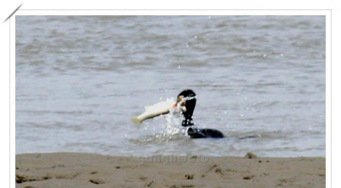 민물가마우지 월척을 낚다