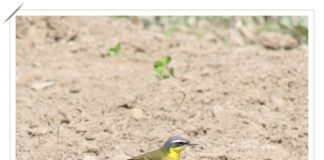 흰눈썹긴발톱할미새