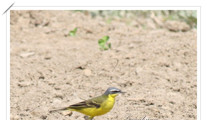 흰눈썹긴발톱할미새