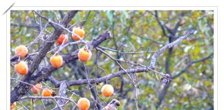 맛있어요 (어치)