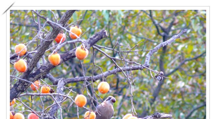 맛있어요 (어치)