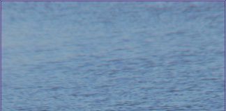 발레리나 넓적부리