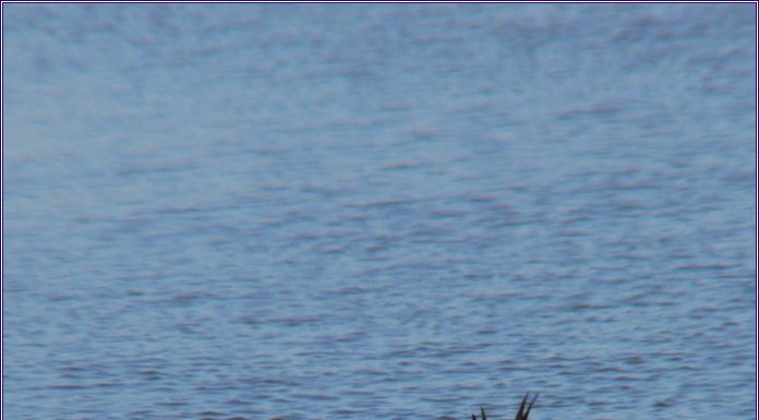 발레리나 넓적부리