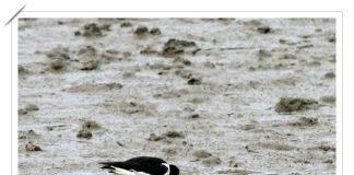 검은머리물떼새