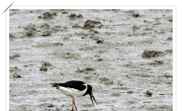 검은머리물떼새