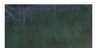 검은댕기해오라기