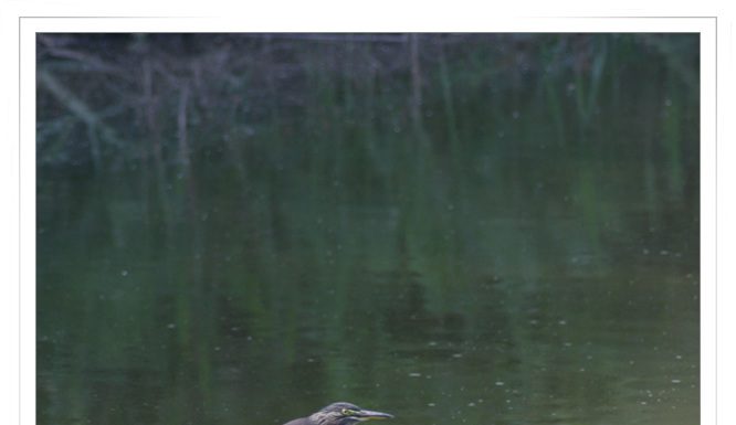 검은댕기해오라기