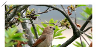 붉은머리오목눈이