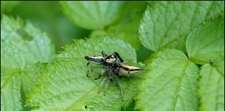 검은날개무늬깡충거미