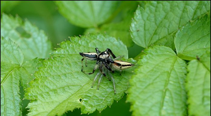 검은날개무늬깡충거미