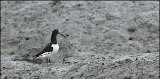 검은머리물떼새