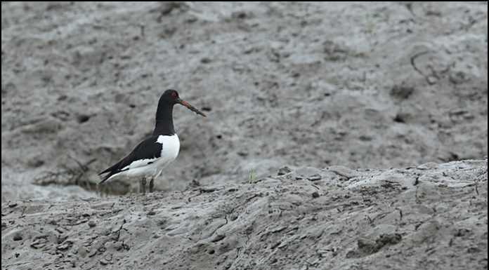 검은머리물떼새
