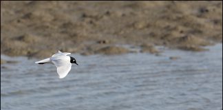 검은머리갈매기