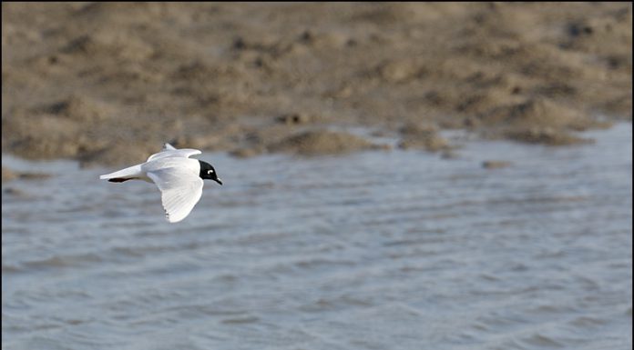 검은머리갈매기