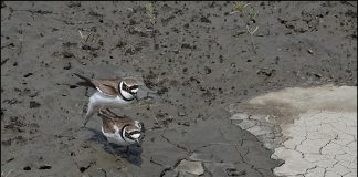 꼬마물떼새 육추