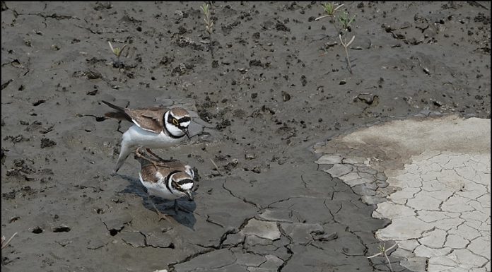 꼬마물떼새 육추