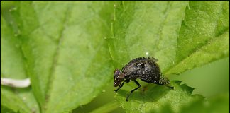 만주참알락파리