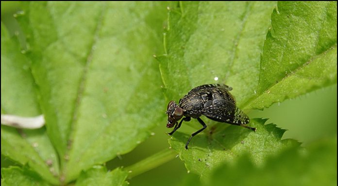 만주참알락파리