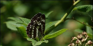 별박이세줄나비