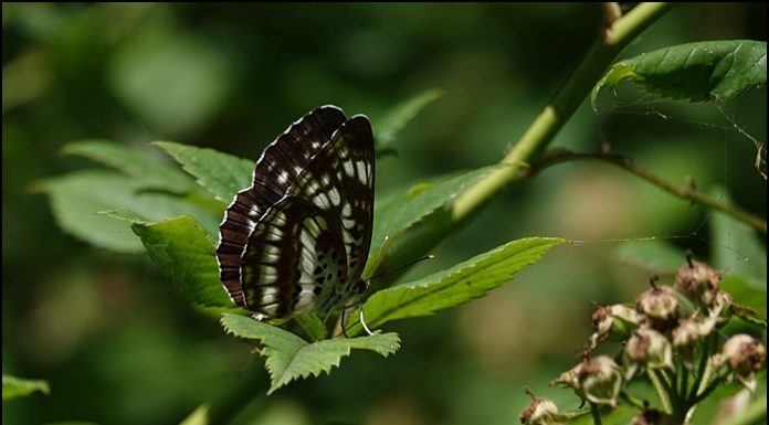 별박이세줄나비