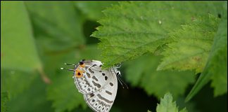 담색긴꼬리부전나비