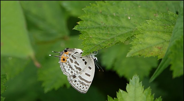 담색긴꼬리부전나비