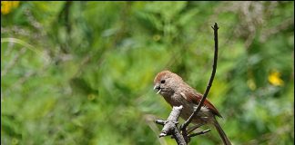 붉은머리오목눈이
