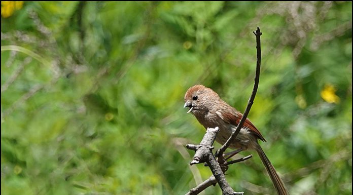 붉은머리오목눈이