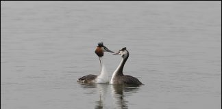 뿔논병아리의 구애